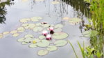 Seerose.jpg
