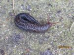 Schnecke IMG_5304.JPG