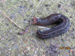 Schnecke IMG_5307.JPG