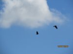 IMG_5242.JPG