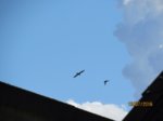 IMG_5243.JPG
