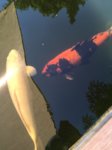 image.jpeg image.jpeg