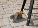 Amsel 12.08.2011 120.jpg