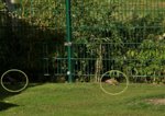 zwei juvenile Grünspechte_eingekreist.JPG