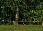 juveniler Grünspecht2_900.JPG