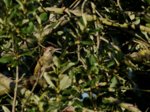 juveniler Grünspecht1_900.JPG