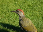 DSCN3527.JPG