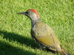 DSCN3526.JPG
