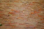 Fische_12.jpg