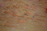 Fische_04.jpg