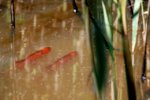Fische_17.jpg