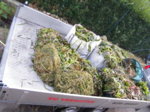 DSCF5954.JPG