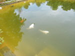 DSCF5988.JPG