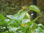 DSCN3575.JPG