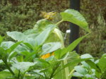 DSCN3576.JPG