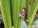 Falter IMG_5885.JPG