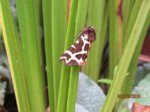 Falter IMG_5886.JPG