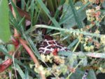 Falter IMG_5887.JPG