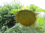 Sonnenblume IMG_5962.JPG