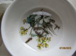 Vogelfutter IMG_6125.JPG