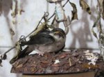Wynni IMG_6119.JPG