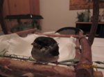 Wynni IMG_6428.JPG