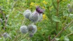 Distel4.jpg Distel4.jpg