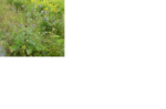 DistelH.png DistelH.png
