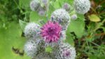 Distel3.jpg Distel3.jpg