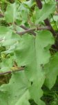 Distel2.jpg Distel2.jpg