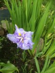 Iris Kaempferi (von Oosterdiek) 2016-05-26 004.jpg