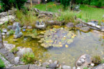 Teich 1.jpg Teich 1.jpg