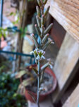 Lumia950XL_2016-08-20_Haworthia-limifolia.jpg