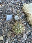 Echinocereus coccineus Lz743 bis-20C° Regenschutz empfohlen 2016-08-017 098.jpg