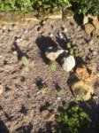 Echinocereus coccineus paucispinus 2016-08-017 107.jpg