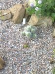 Echinocerus sanpedroensis PG180 2016-08-017 060.jpg