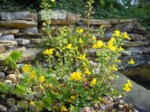 Mimulus_2010.jpg