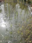 Teich 1.jpg Teich 1.jpg