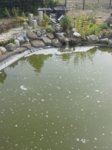Teich 2.jpg Teich 2.jpg