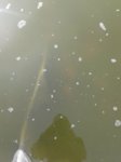 Teich 4.jpg Teich 4.jpg