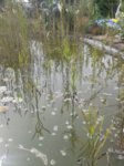 Teich 6.jpg Teich 6.jpg