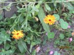 Blüten IMG_7250.JPG Blüten IMG_7250.JPG