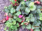 Erdbeere IMG_7247.JPG Erdbeere IMG_7247.JPG