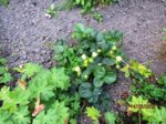 Erdbeere IMG_7252.JPG Erdbeere IMG_7252.JPG
