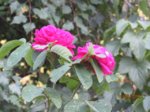Rose IMG_7229.JPG Rose IMG_7229.JPG