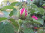 Rose IMG_7231.JPG Rose IMG_7231.JPG