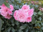 Rose IMG_7244.JPG Rose IMG_7244.JPG