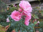Rose IMG_7245.JPG Rose IMG_7245.JPG