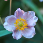 M5150125_2016-09-15_Herbst-Anemone.JPG