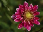 Dahlie_pink_Morgentau_makro_900.JPG